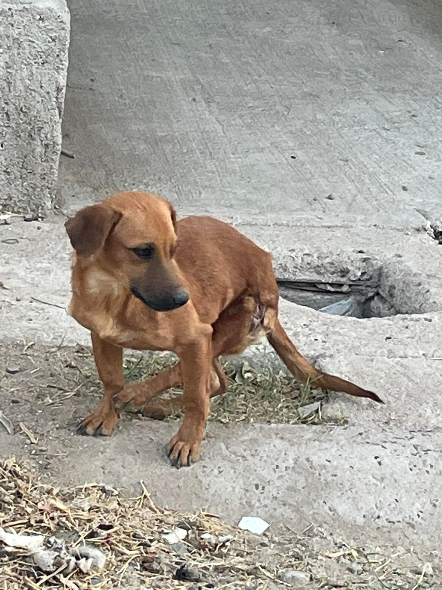 Arlo, a three-legged rescue